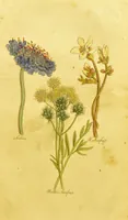 An illustration from The family herbal, or, An account of all those English plants, which are remarkable for their virtues, and of the drugs which are produced by vegetables of other countries; with their descriptions and their uses, as proved by experience ... / by Sir John Hill ... embellished with fifty-four coloured plates. (1812)