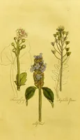 An illustration from The family herbal, or, An account of all those English plants, which are remarkable for their virtues, and of the drugs which are produced by vegetables of other countries; with their descriptions and their uses, as proved by experience ... / by Sir John Hill ... embellished with fifty-four coloured plates. (1812)