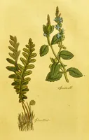 An illustration from The family herbal, or, An account of all those English plants, which are remarkable for their virtues, and of the drugs which are produced by vegetables of other countries; with their descriptions and their uses, as proved by experience ... / by Sir John Hill ... embellished with fifty-four coloured plates. (1812)