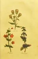 An illustration from The family herbal, or, An account of all those English plants, which are remarkable for their virtues, and of the drugs which are produced by vegetables of other countries; with their descriptions and their uses, as proved by experience ... / by Sir John Hill ... embellished with fifty-four coloured plates. (1812)