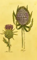 An illustration from The family herbal, or, An account of all those English plants, which are remarkable for their virtues, and of the drugs which are produced by vegetables of other countries; with their descriptions and their uses, as proved by experience ... / by Sir John Hill ... embellished with fifty-four coloured plates. (1812)