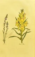 Picture 45 of 47 from The family herbal, or, An account of all those English plants, which are remarkable for their virtues, and of the drugs which are produced by vegetables of other countries; with their descriptions and their uses, as proved by experience ... / by Sir John Hill ... embellished with fifty-four coloured plates. (1812), leaf 489
