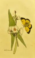 An illustration from The family herbal, or, An account of all those English plants, which are remarkable for their virtues, and of the drugs which are produced by vegetables of other countries; with their descriptions and their uses, as proved by experience ... / by Sir John Hill ... embellished with fifty-four coloured plates. (1812)