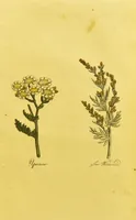 Picture 47 of 47 from The family herbal, or, An account of all those English plants, which are remarkable for their virtues, and of the drugs which are produced by vegetables of other countries; with their descriptions and their uses, as proved by experience ... / by Sir John Hill ... embellished with fifty-four coloured plates. (1812), leaf 523