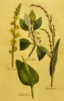 An illustration from The family herbal, or, An account of all those English plants, which are remarkable for their virtues, and of the drugs which are produced by vegetables of other countries; with their descriptions and their uses, as proved by experience ... / by Sir John Hill ... embellished with fifty-four coloured plates. (1812)