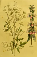 An illustration from The family herbal, or, An account of all those English plants, which are remarkable for their virtues, and of the drugs which are produced by vegetables of other countries; with their descriptions and their uses, as proved by experience ... / by Sir John Hill ... embellished with fifty-four coloured plates. (1812)