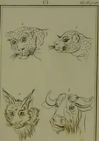 An illustration from Essays on physiognomy : for the promotion of the knowledge and the love of mankind / written in the German language by John Caspar Lavater ; and translated into English by Thomas Holcroft. (1804)