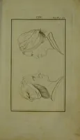 An illustration from Essays on physiognomy : for the promotion of the knowledge and the love of mankind / written in the German language by John Caspar Lavater ; and translated into English by Thomas Holcroft. (1804)