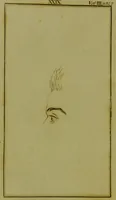 Picture 49 of 51 from Essays on physiognomy : for the promotion of the knowledge and the love of mankind / written in the German language by John Caspar Lavater ; and translated into English by Thomas Holcroft. (1804), leaf 284