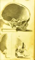 An illustration from Illustrations of phrenology / by Sir G. S. Mackenzie. (1820)