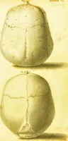 Picture 4 of 14 from Illustrations of phrenology / by Sir G. S. Mackenzie. (1820), leaf 293