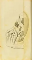 An illustration from Lectures on physiology, zoology, and the natural history of man : delivered at the Royal college of surgeons / by W. Lawrence. (1822)