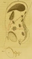 An illustration from Outlines of medico-chirurgical science ; containing remarks on medical education, and illustrations of the application of anatomy, physiology, and pathology, to the principal practical points of medicine and surgery. With coloured plates / [by] Thomas Turner. (1827)