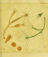 An illustration from Original microscopic drawings made between the years 1824 and 1840 mostly published in works by Dr. Goring & A. Pritchard [graphic]. (1824)