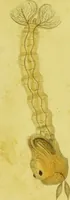 An illustration from Original microscopic drawings made between the years 1824 and 1840 mostly published in works by Dr. Goring & A. Pritchard [graphic]. (1824)