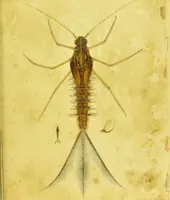 An illustration from Original microscopic drawings made between the years 1824 and 1840 mostly published in works by Dr. Goring & A. Pritchard [graphic]. (1824)