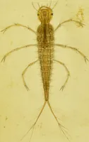 An illustration from Original microscopic drawings made between the years 1824 and 1840 mostly published in works by Dr. Goring & A. Pritchard [graphic]. (1824)