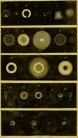 An illustration from Original microscopic drawings made between the years 1824 and 1840 mostly published in works by Dr. Goring & A. Pritchard [graphic]. (1824)
