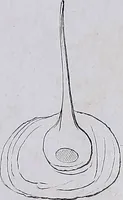 An illustration from Original microscopic drawings made between the years 1824 and 1840 mostly published in works by Dr. Goring & A. Pritchard [graphic]. (1824)