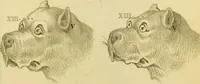 An illustration from Phrenology, or, The doctrine of the mind : and of the relations between its manifestations and the body / by J. Spurzheim. (1825)