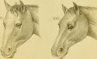 An illustration from Phrenology, or, The doctrine of the mind : and of the relations between its manifestations and the body / by J. Spurzheim. (1825)
