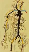 An illustration from A practical treatise on the arterial system : intended to illustrate the importance of studying the anastomoses, in reference to the rationale of the new operation for aneurism ; and the surgical treatment of hoemorrhage / by Thomas Turner. (1825)
