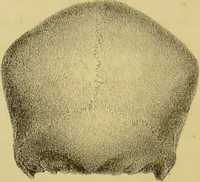 An illustration from Phrenology, in connexion with the study of physiognomy / by J. G. Spurzheim. (1826)