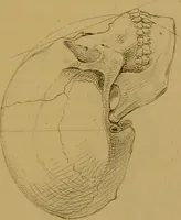 An illustration from Principes et résumé de physiognomie / par le docteur B*** D***. (1859)