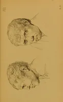 An illustration from Principes et résumé de physiognomie / par le docteur B*** D***. (1859)
