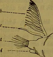 An illustration from A natural history of the animal kingdom : being a systematic and popular description of the habits, structure, and classification of animals, from the lowest to the highest forms. Arranged according to their organisation / by W. S. Dallas. (1860)