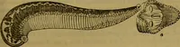 An illustration from A natural history of the animal kingdom : being a systematic and popular description of the habits, structure, and classification of animals, from the lowest to the highest forms. Arranged according to their organisation / by W. S. Dallas. (1860)