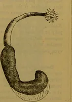 An illustration from A natural history of the animal kingdom : being a systematic and popular description of the habits, structure, and classification of animals, from the lowest to the highest forms. Arranged according to their organisation / by W. S. Dallas. (1860)