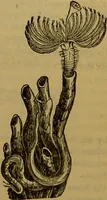An illustration from A natural history of the animal kingdom : being a systematic and popular description of the habits, structure, and classification of animals, from the lowest to the highest forms. Arranged according to their organisation / by W. S. Dallas. (1860)