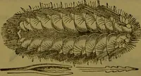 An illustration from A natural history of the animal kingdom : being a systematic and popular description of the habits, structure, and classification of animals, from the lowest to the highest forms. Arranged according to their organisation / by W. S. Dallas. (1860)
