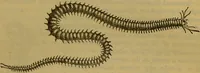 An illustration from A natural history of the animal kingdom : being a systematic and popular description of the habits, structure, and classification of animals, from the lowest to the highest forms. Arranged according to their organisation / by W. S. Dallas. (1860)