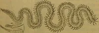 An illustration from A natural history of the animal kingdom : being a systematic and popular description of the habits, structure, and classification of animals, from the lowest to the highest forms. Arranged according to their organisation / by W. S. Dallas. (1860)
