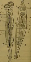 An illustration from A natural history of the animal kingdom : being a systematic and popular description of the habits, structure, and classification of animals, from the lowest to the highest forms. Arranged according to their organisation / by W. S. Dallas. (1860)