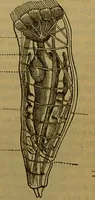 An illustration from A natural history of the animal kingdom : being a systematic and popular description of the habits, structure, and classification of animals, from the lowest to the highest forms. Arranged according to their organisation / by W. S. Dallas. (1860)