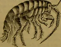 An illustration from A natural history of the animal kingdom : being a systematic and popular description of the habits, structure, and classification of animals, from the lowest to the highest forms. Arranged according to their organisation / by W. S. Dallas. (1860)