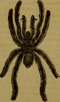 An illustration from A natural history of the animal kingdom : being a systematic and popular description of the habits, structure, and classification of animals, from the lowest to the highest forms. Arranged according to their organisation / by W. S. Dallas. (1860)
