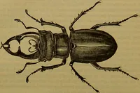 An illustration from A natural history of the animal kingdom : being a systematic and popular description of the habits, structure, and classification of animals, from the lowest to the highest forms. Arranged according to their organisation / by W. S. Dallas. (1860)