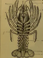 An illustration from A natural history of the animal kingdom : being a systematic and popular description of the habits, structure, and classification of animals, from the lowest to the highest forms. Arranged according to their organisation / by W. S. Dallas. (1860)