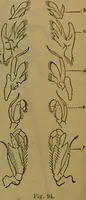 An illustration from A natural history of the animal kingdom : being a systematic and popular description of the habits, structure, and classification of animals, from the lowest to the highest forms. Arranged according to their organisation / by W. S. Dallas. (1860)