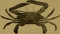An illustration from A natural history of the animal kingdom : being a systematic and popular description of the habits, structure, and classification of animals, from the lowest to the highest forms. Arranged according to their organisation / by W. S. Dallas. (1860)