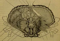 An illustration from A natural history of the animal kingdom : being a systematic and popular description of the habits, structure, and classification of animals, from the lowest to the highest forms. Arranged according to their organisation / by W. S. Dallas. (1860)