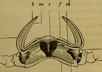 An illustration from A natural history of the animal kingdom : being a systematic and popular description of the habits, structure, and classification of animals, from the lowest to the highest forms. Arranged according to their organisation / by W. S. Dallas. (1860)