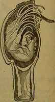 An illustration from A natural history of the animal kingdom : being a systematic and popular description of the habits, structure, and classification of animals, from the lowest to the highest forms. Arranged according to their organisation / by W. S. Dallas. (1860)