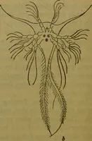 An illustration from A natural history of the animal kingdom : being a systematic and popular description of the habits, structure, and classification of animals, from the lowest to the highest forms. Arranged according to their organisation / by W. S. Dallas. (1860)