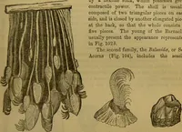 An illustration from A natural history of the animal kingdom : being a systematic and popular description of the habits, structure, and classification of animals, from the lowest to the highest forms. Arranged according to their organisation / by W. S. Dallas. (1860)