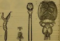 An illustration from A natural history of the animal kingdom : being a systematic and popular description of the habits, structure, and classification of animals, from the lowest to the highest forms. Arranged according to their organisation / by W. S. Dallas. (1860)